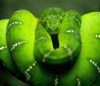 pic for Cool Green Snake  1200x1024